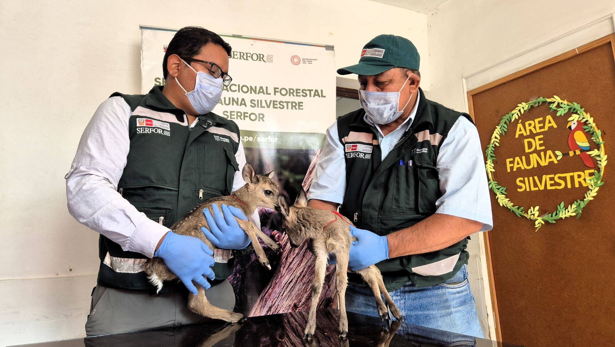 Serfor asegura protección de crías de venados rescatados en Huancabamba