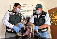 Piura: Serfor asegura protección de crías de venados rescatados en Huancabamba