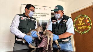 Piura: Serfor asegura protección de crías de venados rescatados en Huancabamba