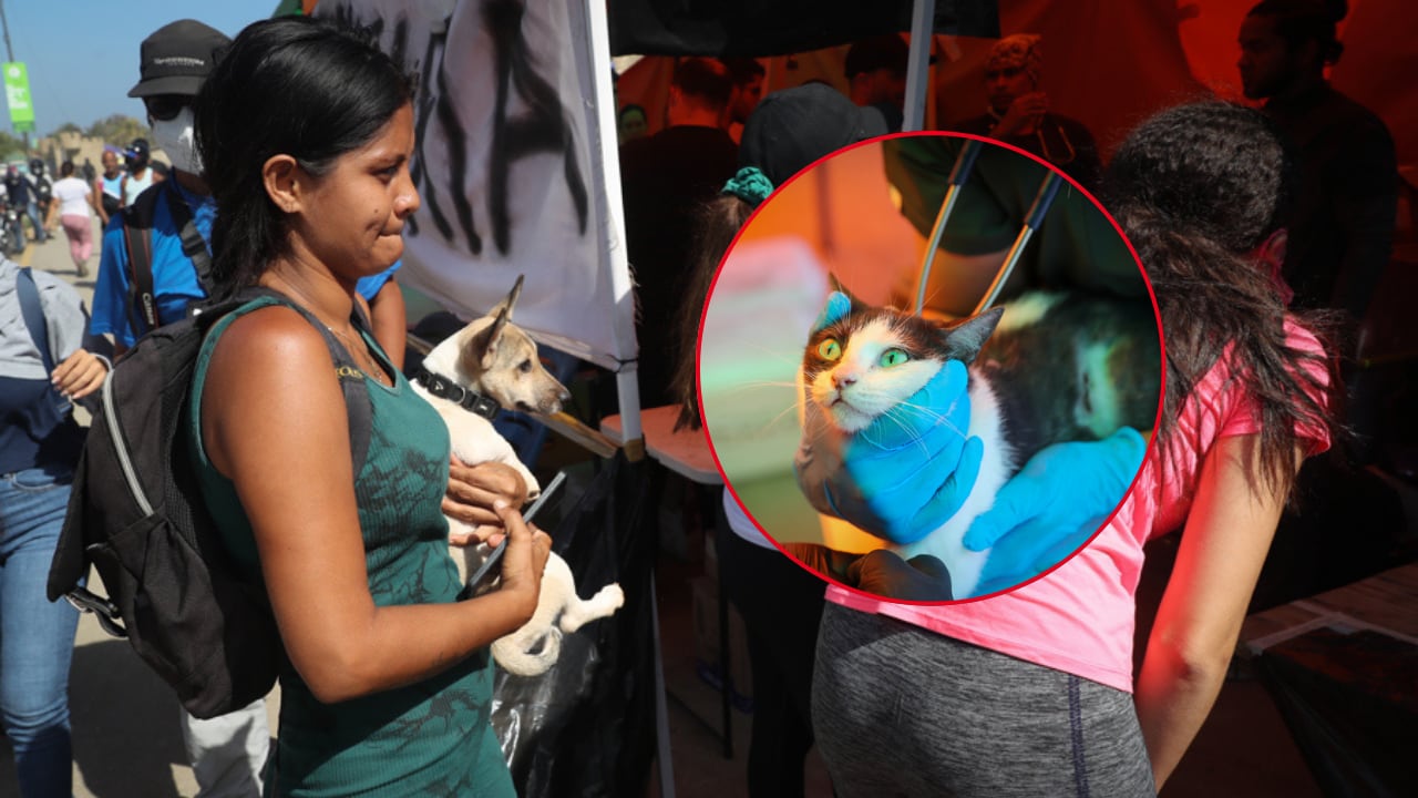 Personas hacen fila con sus mascotas para ser atendidas en una carpa de atención veterinaria este jueves, en La Guaira (Venezuela). EFE/ Raúl Martínez