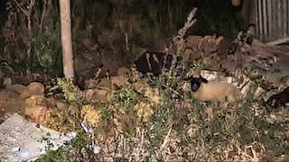 Hallan cadáver atado de manos y pies dentro de una precaria vivienda en Amarilis
