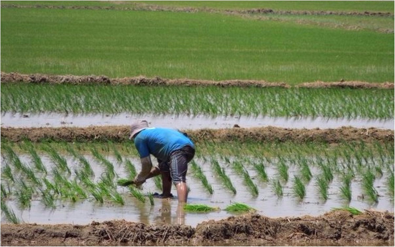 El arroz mueve la economía de Lambayeque.