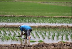 Arroz concentra el 24% de la producción agrícola en Lambayeque