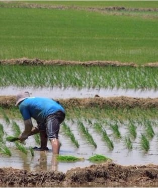 El arroz mueve la economía de Lambayeque.