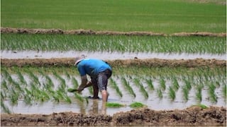 Arroz concentra el 24% de la producción agrícola en Lambayeque