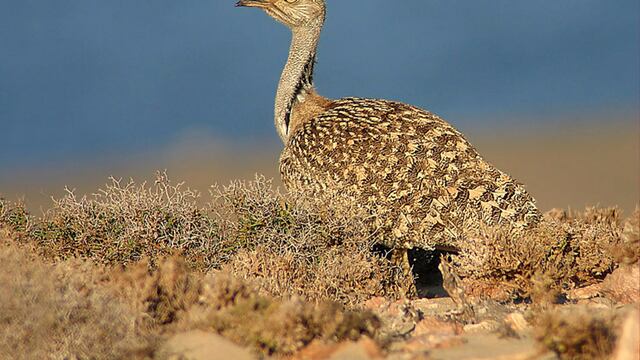 Príncipe saudí mató a más de dos mil aves en peligro de extinción