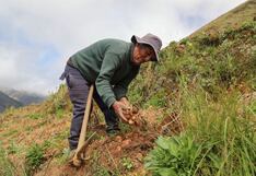 Junín: Don Julián Yachachin, el guardián de la papa nativa que cultiva futuro desde los Andes