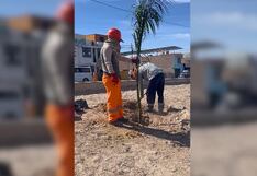 Arequipa: Alcalde de Majes niega sobrecosto en palmeras