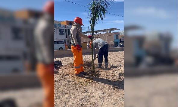 Regidor afirma que trabajadores del municipio distrital de Majes realizaron labor. Foto: Difusión