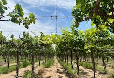 Ica: Senamhi y CITEagroindustrial Ica estudian efectos del cambio climático en la vid