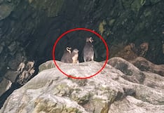 Pisco: solo una familia de pingüinos fue observada en Isla Blanca, en Paracas