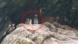 Pisco: solo una familia de pingüinos fue observada en Isla Blanca, en Paracas