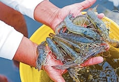 Arequipa: Contaminación en el río Tambo frena pesca de camarón