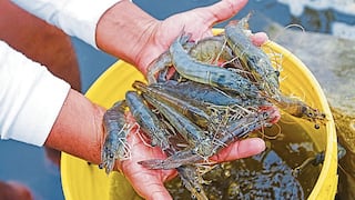 Arequipa: Contaminación en el río Tambo frena pesca de camarón