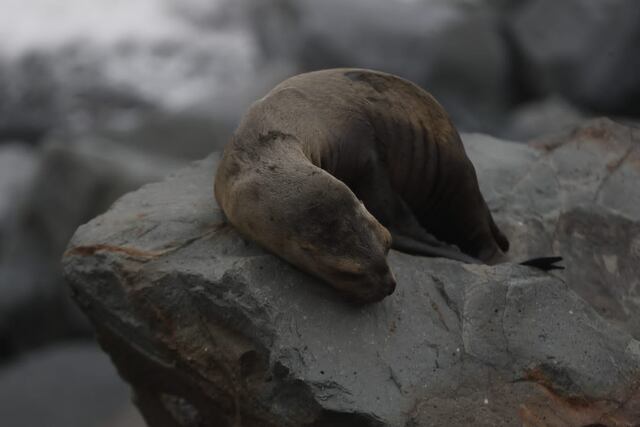 Defensa civil cierra la Costa Verde en el tramo del Callao. Foto: Cesar Campos/GEC