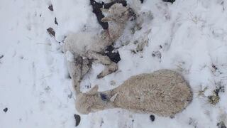 Nieve en Caylloma genera pérdidas de cultivos y ganado en Arequipa (FOTOS)