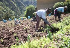 Productores de 8 distritos de la región Junín recibirán bono agrario