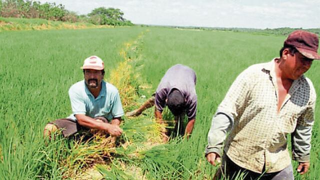 Piura: Agricultores esperan distribución de agua