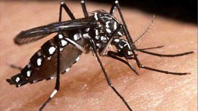 Alerta en Brasil: registran más de 7.600 casos de dengue