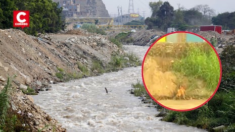 Comas: Perrito casi cae a las aguas del río Chillón durante transmisión en vivo (VIDEO)