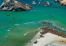 Pisco: aves guaneras y lobos marinos se mantienen estables en la Reserva Nacional de Paracas
