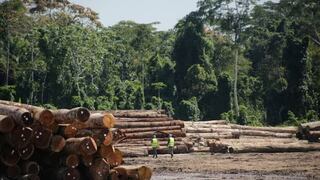 Huánuco: Mujer es sentenciada por atentar contra bosques de forma grave