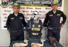 Arequipa: Capturan a hombre que vendía crías de vicuña disecadas en mercado de Cerro Colorado
