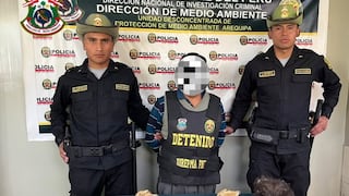 Arequipa: Capturan a hombre que vendía crías de vicuña disecadas en mercado de Cerro Colorado