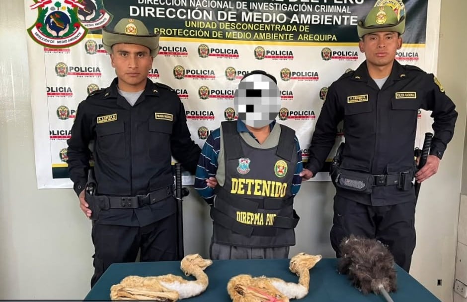 Intervienen a varón en Arequipa por el delito de depredación de flora y fauna silvestre. Foto: PNP.