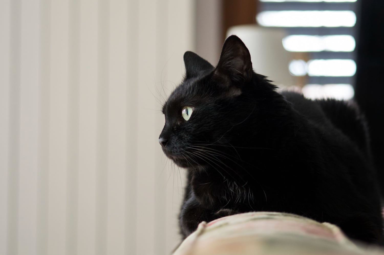 Los gatos pueden ocultar signos de dolor o enfermedad, por lo que observar cambios en sus hábitos resulta clave. Estas siete señales pueden advertir que es momento de consultar con un veterinario.