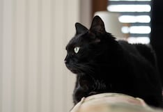 ¿Tu gato está enfermo? Estas 7 señales pueden indicar que necesita ayuda