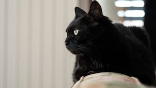 ¿Tu gato está enfermo? Estas 7 señales pueden indicar que necesita ayuda