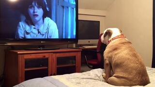 YouTube: bulldog advierte cuando algo malo va a pasar en una película de terror