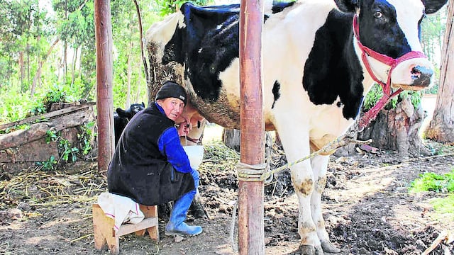 ​Huancayo: ofertan leche fresca a S/ 2.00 por litro y con verdaderos nutrientes
