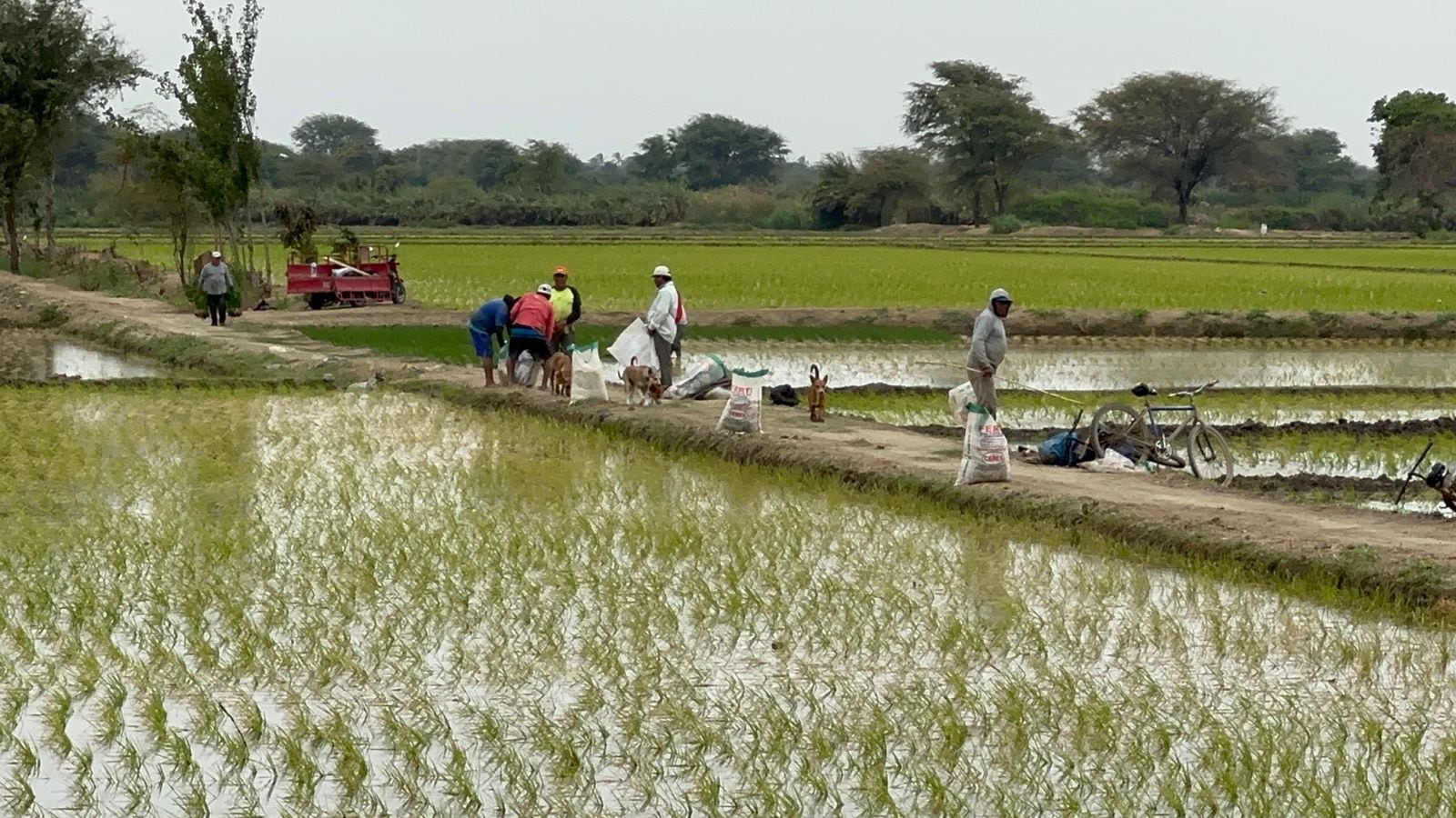 Programa cortes de agua para uso agrícola