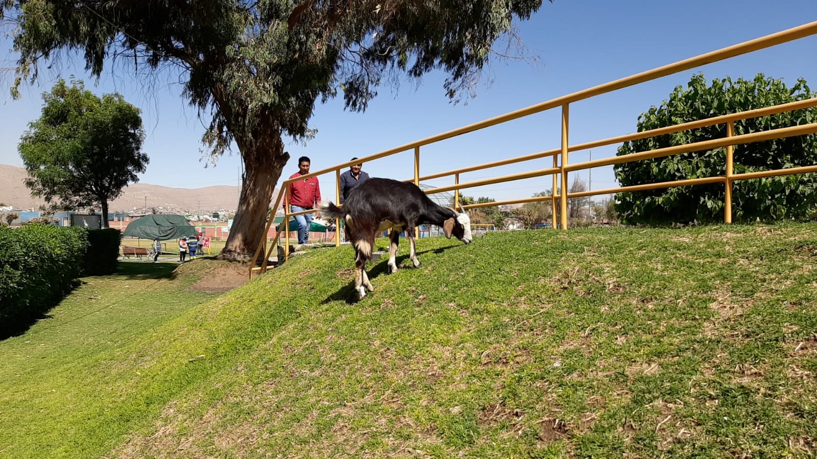 Hay animales domésticos que caminan libremente por las áreas verdes. (Foto: Graciela Fernández)