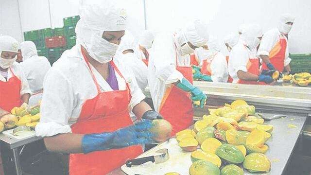 El mango piurano llegó a 24 países en campaña de exportación