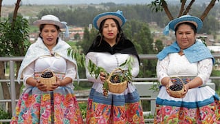 Junín: Guindas fortalecen la economía sin grandes inversiones en Tres de Diciembre