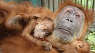Operan a Orangután ciega y ve por primera vez a sus gemelos y a su "esposo"