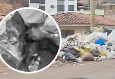 Denuncian hallazgo de decenas de cabezas de perro en basural de Cusco (VIDEO)