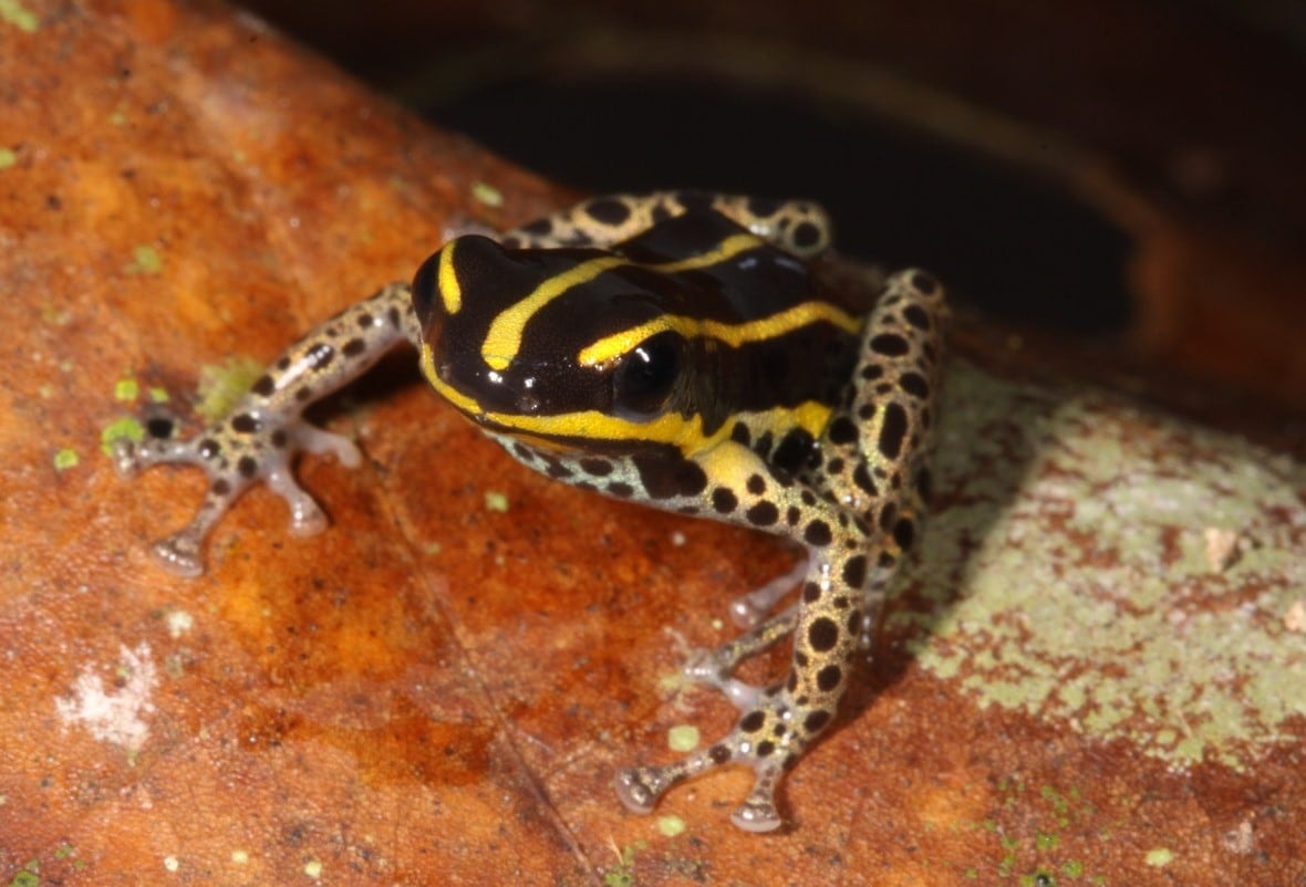 La Ranitomeya hwata, hallada en la Amazonía peruana, resalta el valor del Alto Purús como refugio de biodiversidad y uno de los ecosistemas más ricos del planeta.