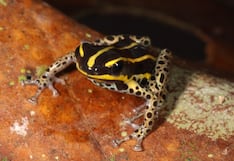 Descubren nueva especie de rana venenosa en el Parque Nacional Alto Purús