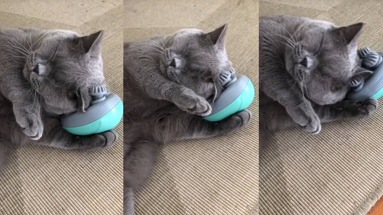 Gatito usa el masajeador para su cabeza. (Foto: composición EC)