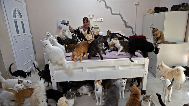 Conoce a la mujer que cría a 480 gatos y 12 perros en Omán