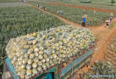 Asaltan camión y se llevan más de 5 mil piñas en La Oroya