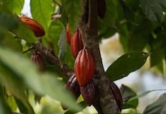 Junín es clave en exportación de productos y genera más de 207 millones de dólares