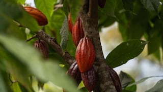 Junín es clave en exportación de productos y genera más de 207 millones de dólares