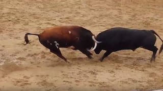 Violento choque de dos toros terminó en tragedia [VIDEO]