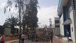 Dos viejos árboles se desploman hacia la calle Inclán y causa zozobra a la gente