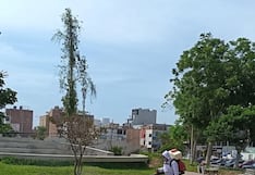 Intensifican fumigación en parques de Trujillo